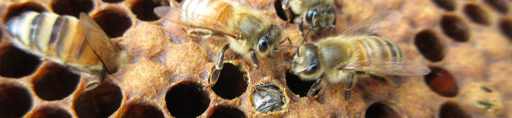 newly developed bee emerging from its larval cell
