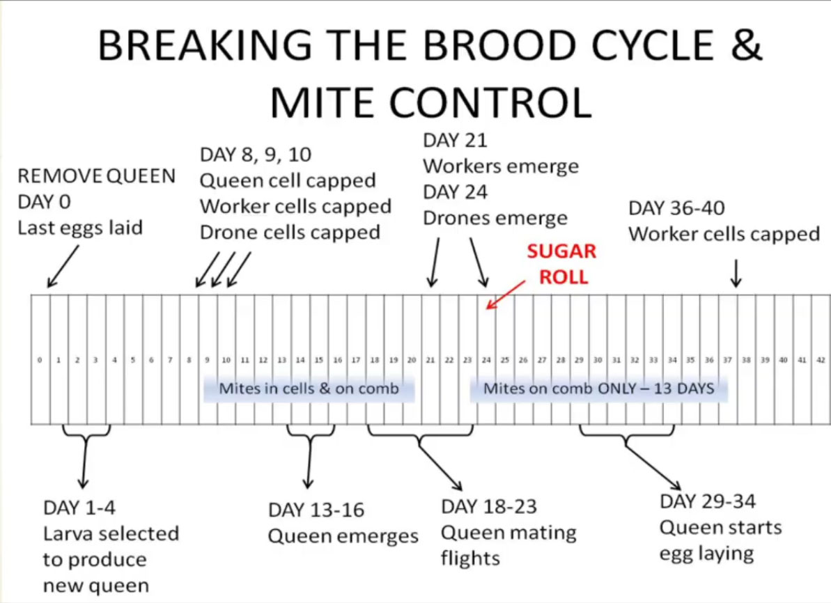 Image of Break Brood For Mite Control