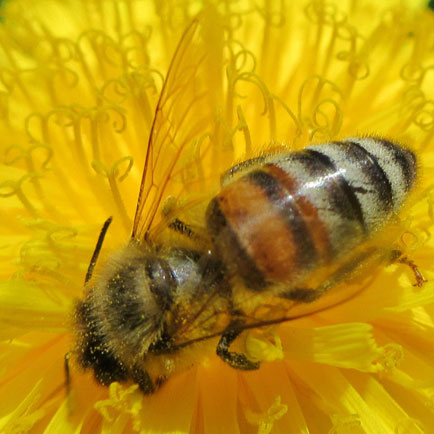 Image of drawn honey comb