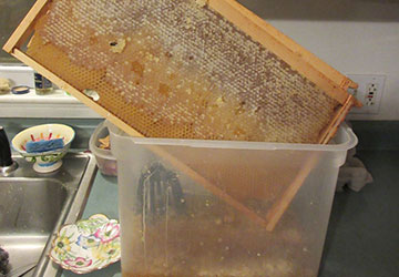 Image of: Removing honey and wax from a drawn, capped frame of honey comb