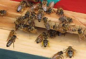 Image of: bees returning from foraging with packed pollen buckets