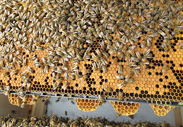 Image of: bees have built bridge comb