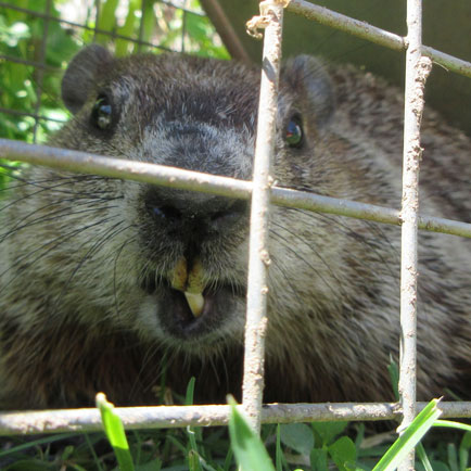 Image of: Groundhog trapped in the cage