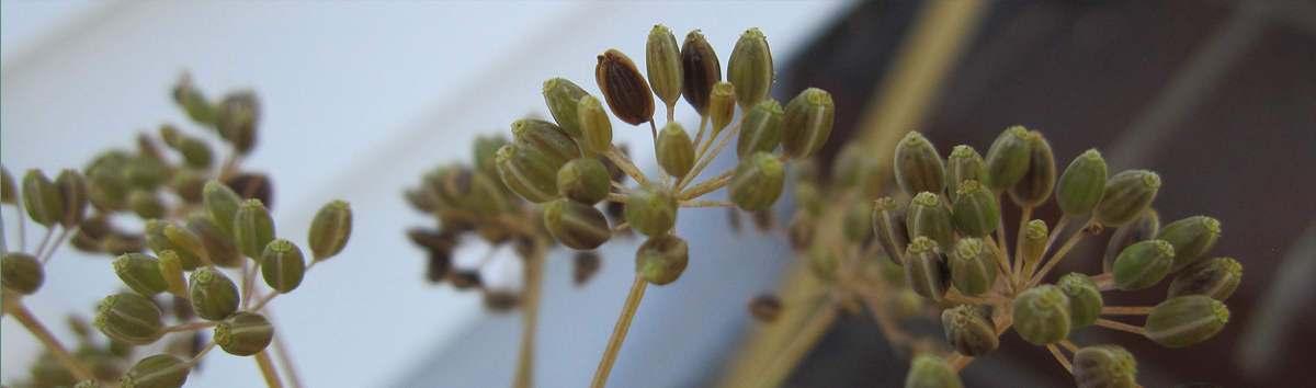 Image of dill plants gone to seed