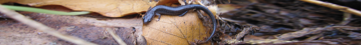 Image of a salamander